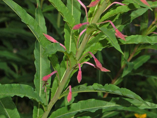 Chamaenerion angustifolium (ex Epilobium angustifolium)